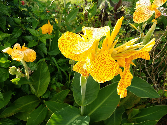 Flores de Isla de Pascua