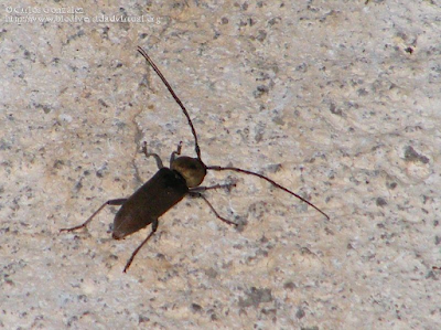 http://www.biodiversidadvirtual.org/insectarium/Hesperophanes-sericeus-img396493.html