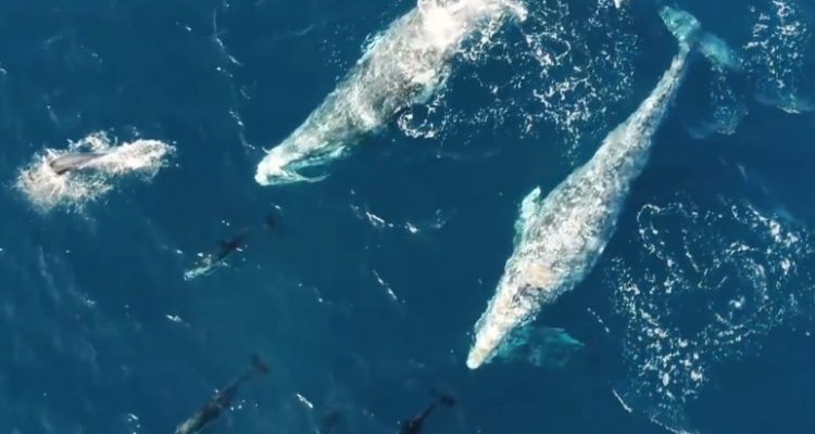 Drone Captures Jaw-Dropping Rare Footage Of Dolphins Playing With Whales