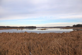 ice forming, early December 2015