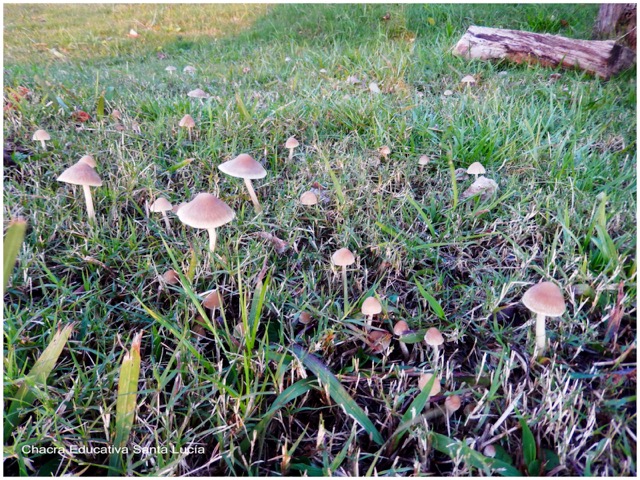 Suelo con vegetación y hongos - Chacra Educativa Santa Lucía