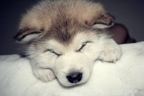 adorable-pups-32