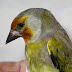طائر الخضري - Greenfinch