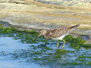 Bécasseau à poitrine cendrée - Calidris melanotos