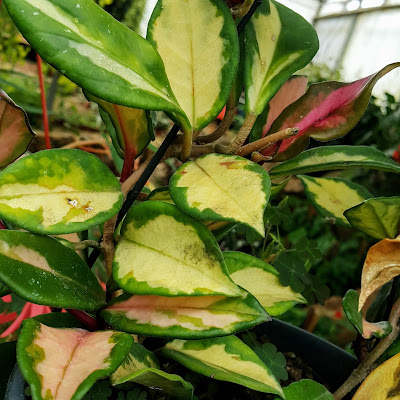 Nome Científico: Hoya carnosa 'variegada' Nomes Populares: Flor-de-cera, Cerinha, Flor-de-porcelana[Por]; Wax Plant, Waxvine, Porcelainflower, Hoya, Honey Plant, Hindu Rope, Porcelain Flower[Ing]; planta de cera, parra de cera, flor de cera, hoya[Esp]. Família: Asclepiadaceae