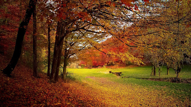 Park met bomen in oranje, gele en rode kleuren.