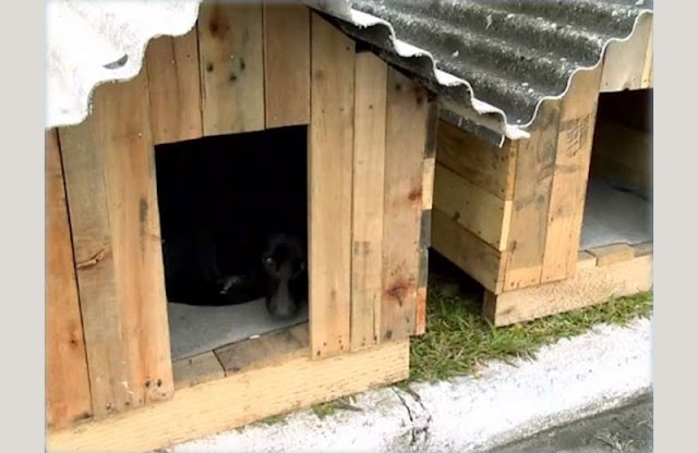 Presos fazem casas para cães de rua e reduzem tempo de pena