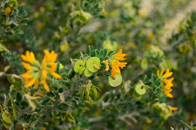 Medicago arborea