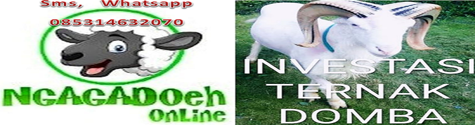 Ngagadoeh Ternak Domba Tanpa Ribet