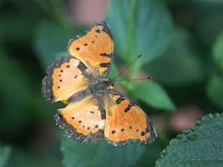 Precis octavia - Junonia octavia