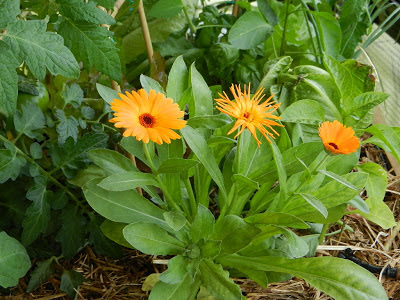 CALENDULA