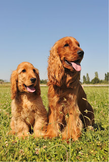 Perros y Cachorros Cocker Spaniel