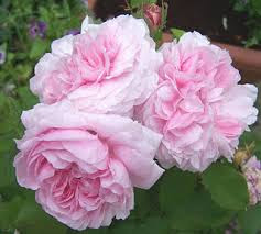 Centifolia roses.