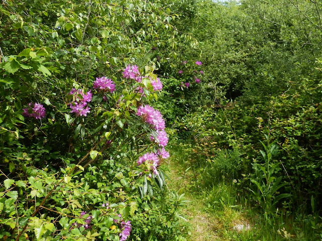 Rhododendrons in woods