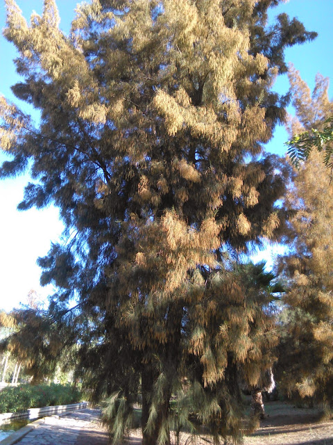  casuarina equisetifolia