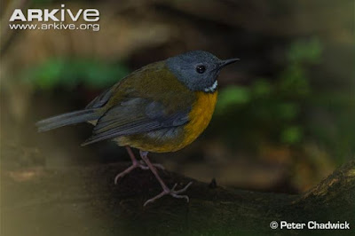 Swynnerton’s Robin