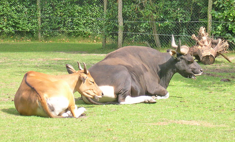 Banteng Liar Dijinakkan - Informasi Tentang Banteng, Binatang yang