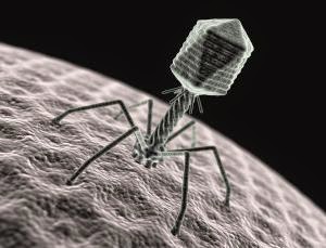 bacteriophage on bacteria