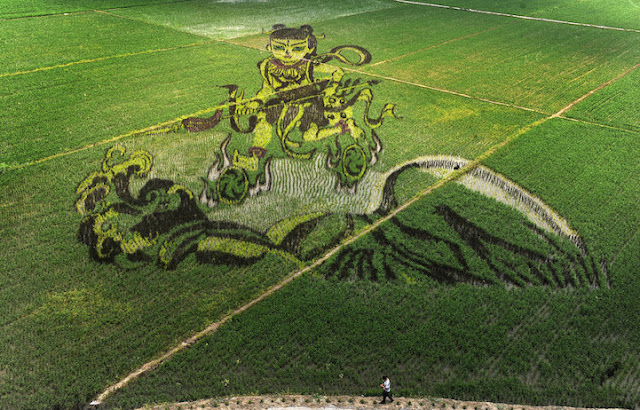 Chineses usam técnicas de agricultura para criar belas imagens em Campos de Arroz