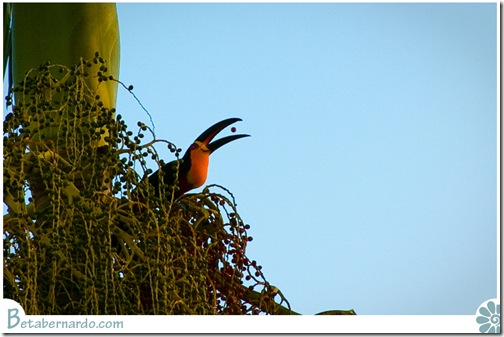 IMG_3556-1 copy