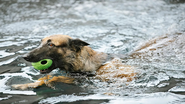 Dog in Water