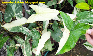 syngonium variegata