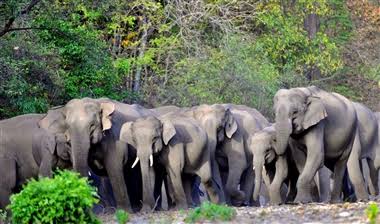 हाथी हमला : जिले में दंतैल का कहर,एक ही जंगल में हाथी के हमले से 2 की मौत,1 बच्ची घायल ,हाथी मौके पर मौजूद,वन अमला पंहुचा मौके पर,ग्रामीणों में दहशत,1 हफ्ते में दूसरी बड़ी वारदात,वन विभाग ने जारी किया अलर्ट,जंगल जाने पर प्रतिबंधात्मक धाराओं के तहत हो सकती है कार्यवाही।