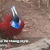 beautiful bird ......... how its chang style