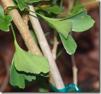 tubiformis