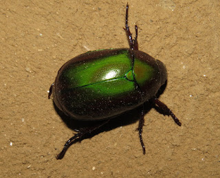 unknown scarab beetle