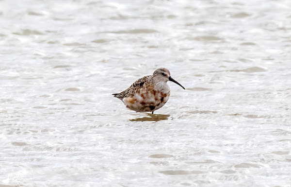 Curlew sandpiper