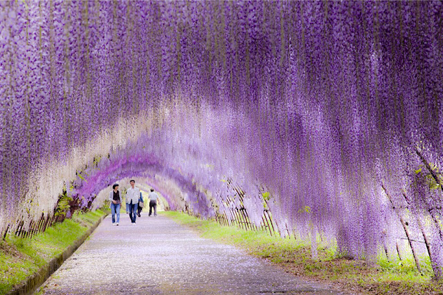 Surreal tunnel of wisteria in Japan