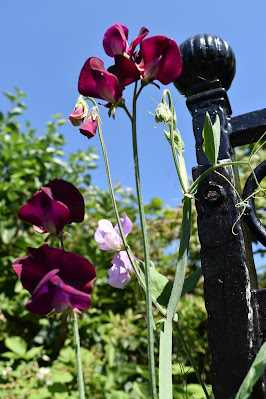 sweet pea flowering plant