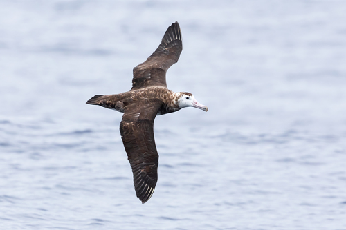 Albatroz-de-Amsterdã: uma espécie à Beira da extinção e os esforços para salvá-la