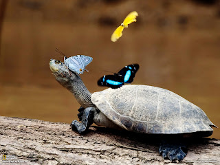 Colorful Butterflies on Turtle Funny Animals HD Wallpaper
