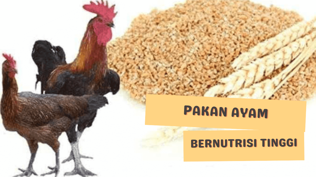 https://www.kerjaayam.com/2022/08/5-jenis-pakan-ayam-bernutrisi-tinggi.html