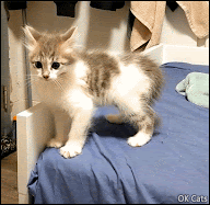 Hilarious kitten GIF • Crazy kitten doing the kitty dance in a crab way [ok-cats.com]