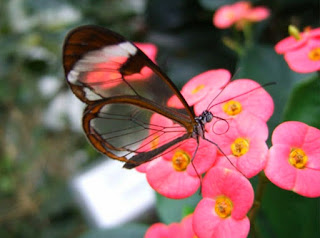 Gambar kupu kupu