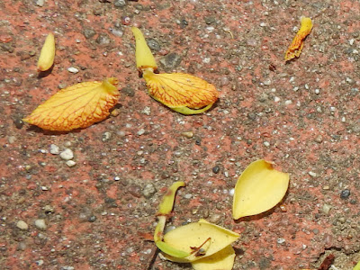 羅望子的花瓣與花萼