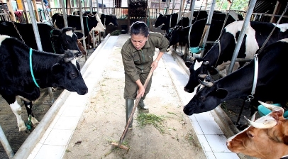 Greenfields dan Peternak Sapi Perah Merapatkan Barisan Untuk Tambahkan Produksi Susu