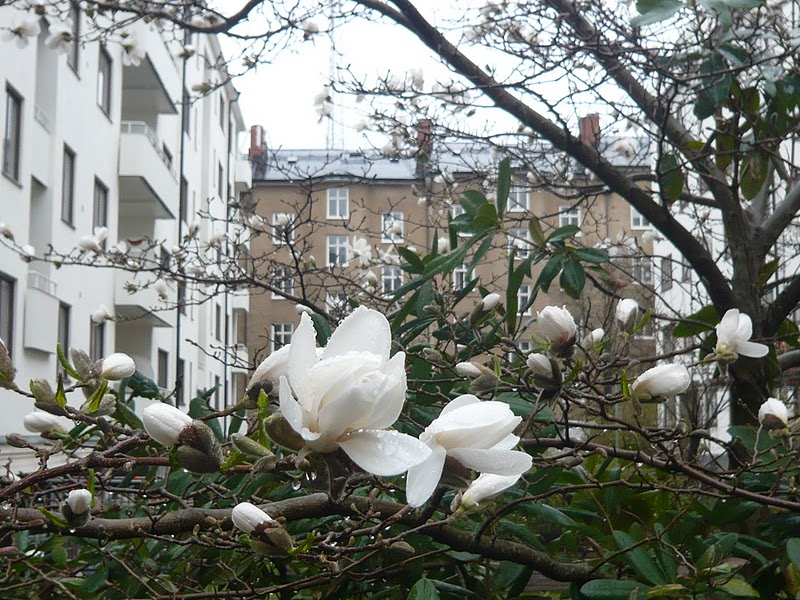 A magnolia tree (Magnolia