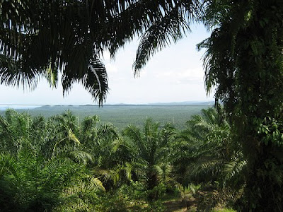 Palm Oil Trees