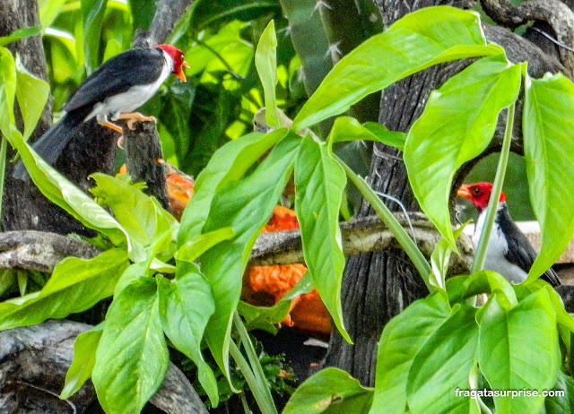 Passarinhos do Pantanal: cardeais