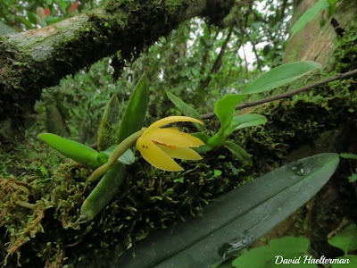 Maxillaria brachybulbon - Short-Bulbed Maxillaria care