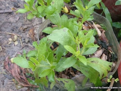 Cara Memproses Daun Stevia Sebagai Pengganti Gula