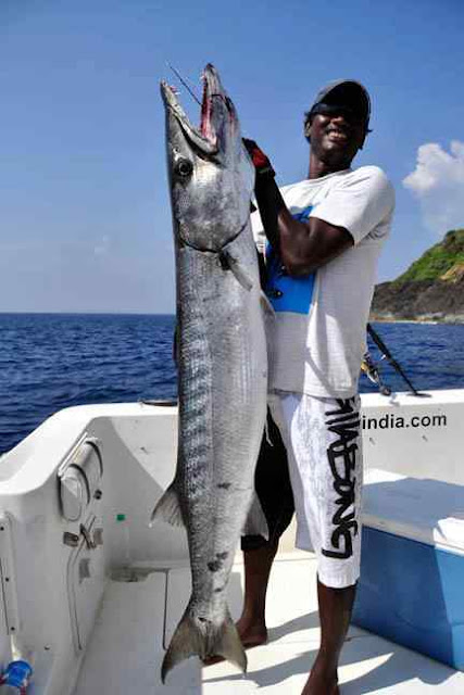 ikan barakuda terbesar