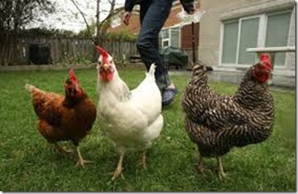 Backyard-Chickens
