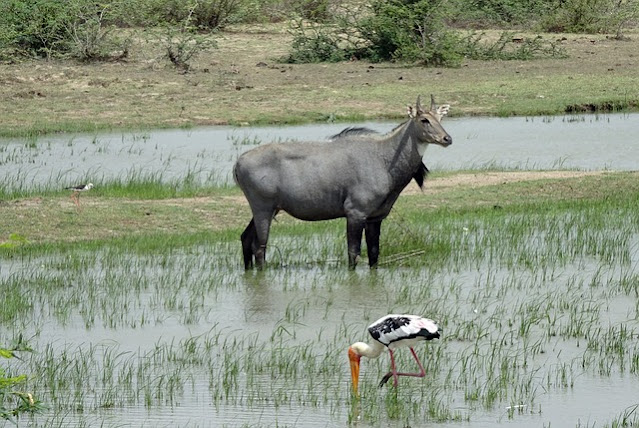 nilgai history or boselaphus tragocamelus information