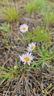 3 beautiful little wild flowers