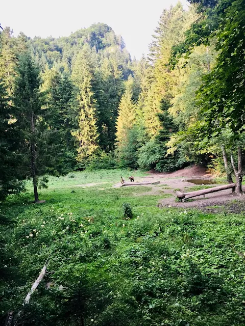 Bear Watching (Carpathian Region)